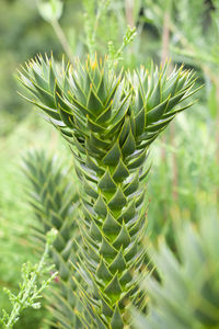 Close-up of succulent plant