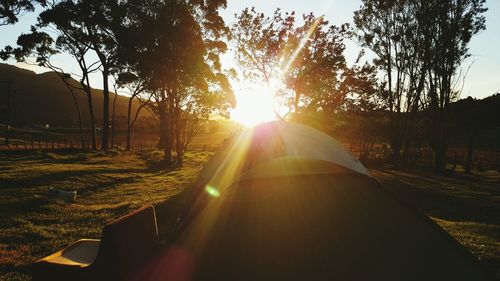 Sun shining through trees