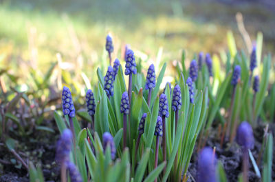 Close-up of purple flowers growing in field