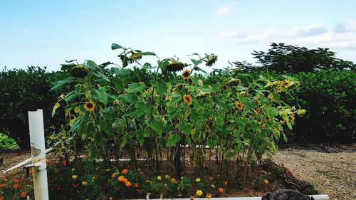 View of plants against cloudy sky