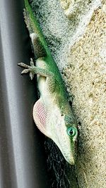 High angle view of a lizard