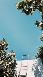 Low angle view of trees against clear sky