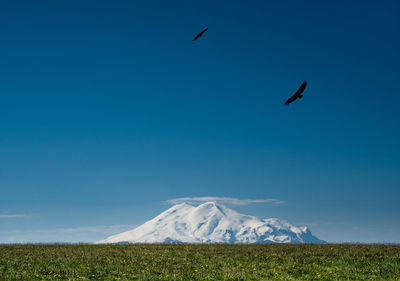 Birds flying over landscape against clear blue sky