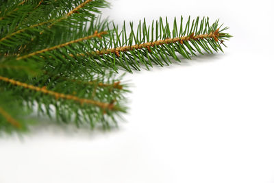 branch