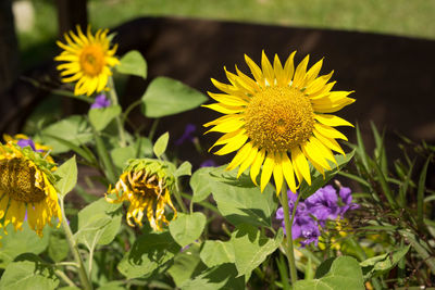 Close-up of yellow flowering plant