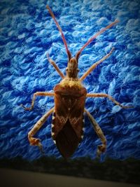 High angle view of insect on sea