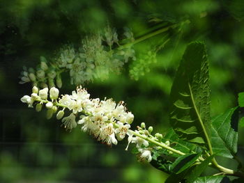 Close-up of white flowering plant