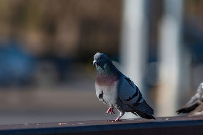 Close-up of pigeon perching on railing