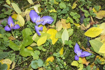 High angle view of maple leaf on grass