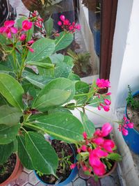 Close-up of pink flowering plant in yard