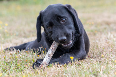 Portrait of an 11 week old black labrador playing with a stick outside in the garden