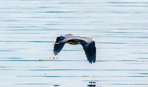 View of bird flying over lake