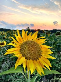 Close-up of sunflower on field against sky