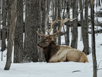 Deer resting by trees on snow covered field