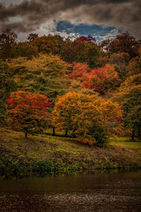 Trees by lake against sky during autumn