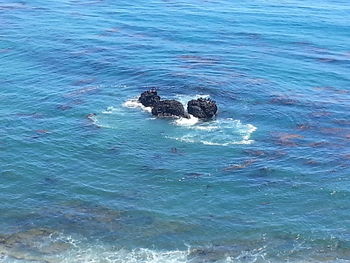 High angle view of ducks swimming in sea