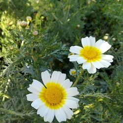 Close-up of white daisy flowers