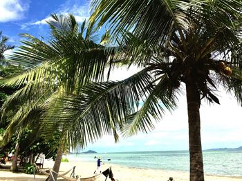 Palm trees at beach against sky