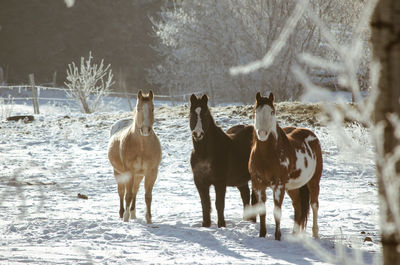 Horses standing on snow covered land