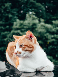 Close-up of a cat looking away