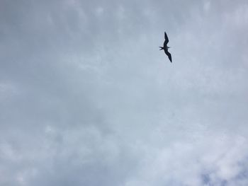 Low angle view of bird flying in sky