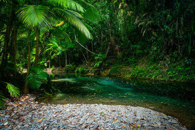 Scenic view of river flowing through forest