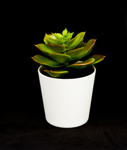 Close-up of potted plant against black background