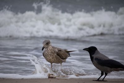 Birds perching on the beach