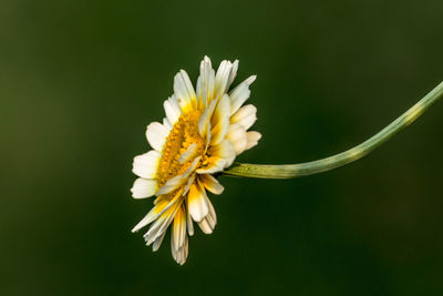 Close-up of yellow flower