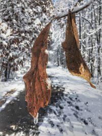 Close-up of frozen leaf on tree during winter