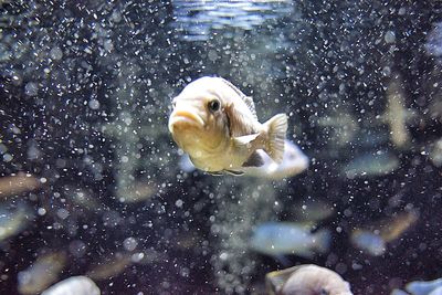 Close-up of fish swimming in tank seen though glass