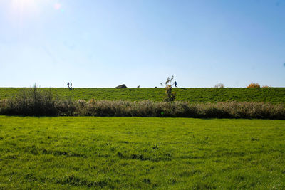 Scenic view of agricultural field against clear sky