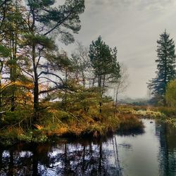 Reflection of trees in lake against sky