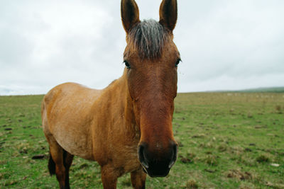 Horse in a field