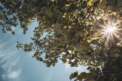 Low angle view of sunlight streaming through tree