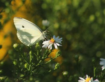 Close-up of butterfly on flower