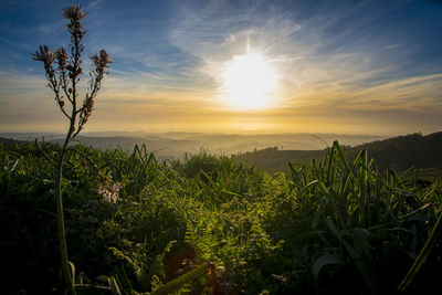 nature