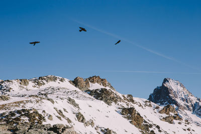 Low angle view of birds flying over snowcapped mountains against sky