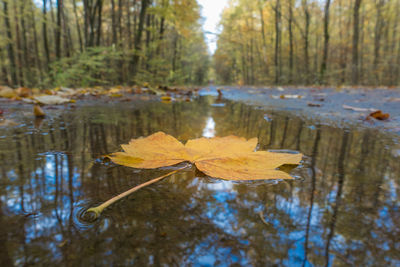 Reflection of autumn leaves on water in lake