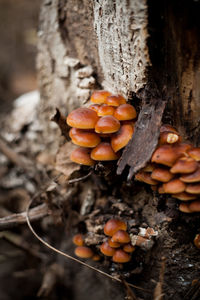 Close-up of mushrooms growing on tree