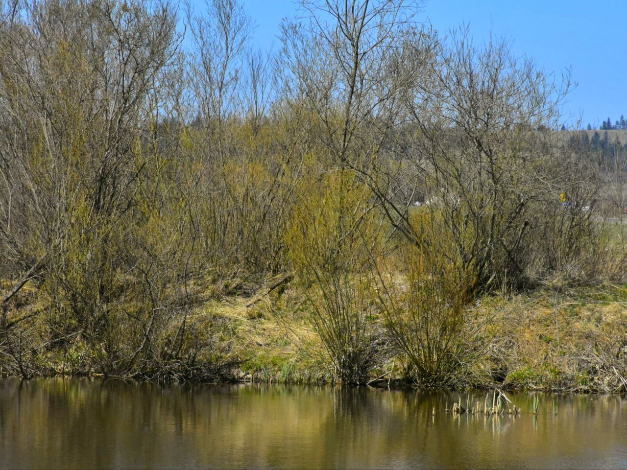 tree, water, plant, lake, scenics - nature, nature, tranquility, no people, reflection, beauty in nature, tranquil scene, forest, day, outdoors, sky, land, waterfront, environment