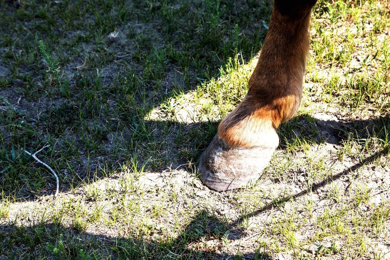 SHADOW OF A YOUNG WOMAN ON FIELD