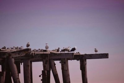 Low angle view of seagulls perching against clear sky