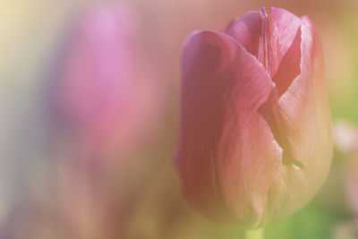 Close-up of pink rose flower