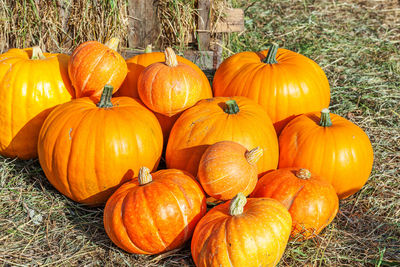 High angle view of pumpkins on field