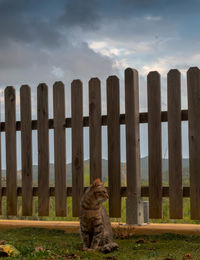 Cat looking through wooden fence