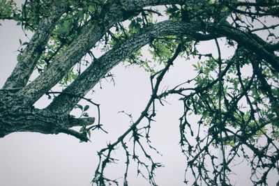 Low angle view of tree against clear sky