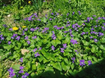 High angle view of purple flowering plants