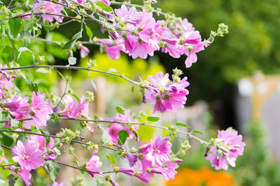 Close-up of pink flowering plant