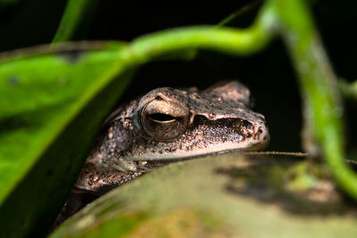 Close-up of frog